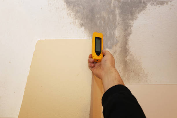 Best Environmental Consulting for Mold Prevention  in Tallahassee, FL